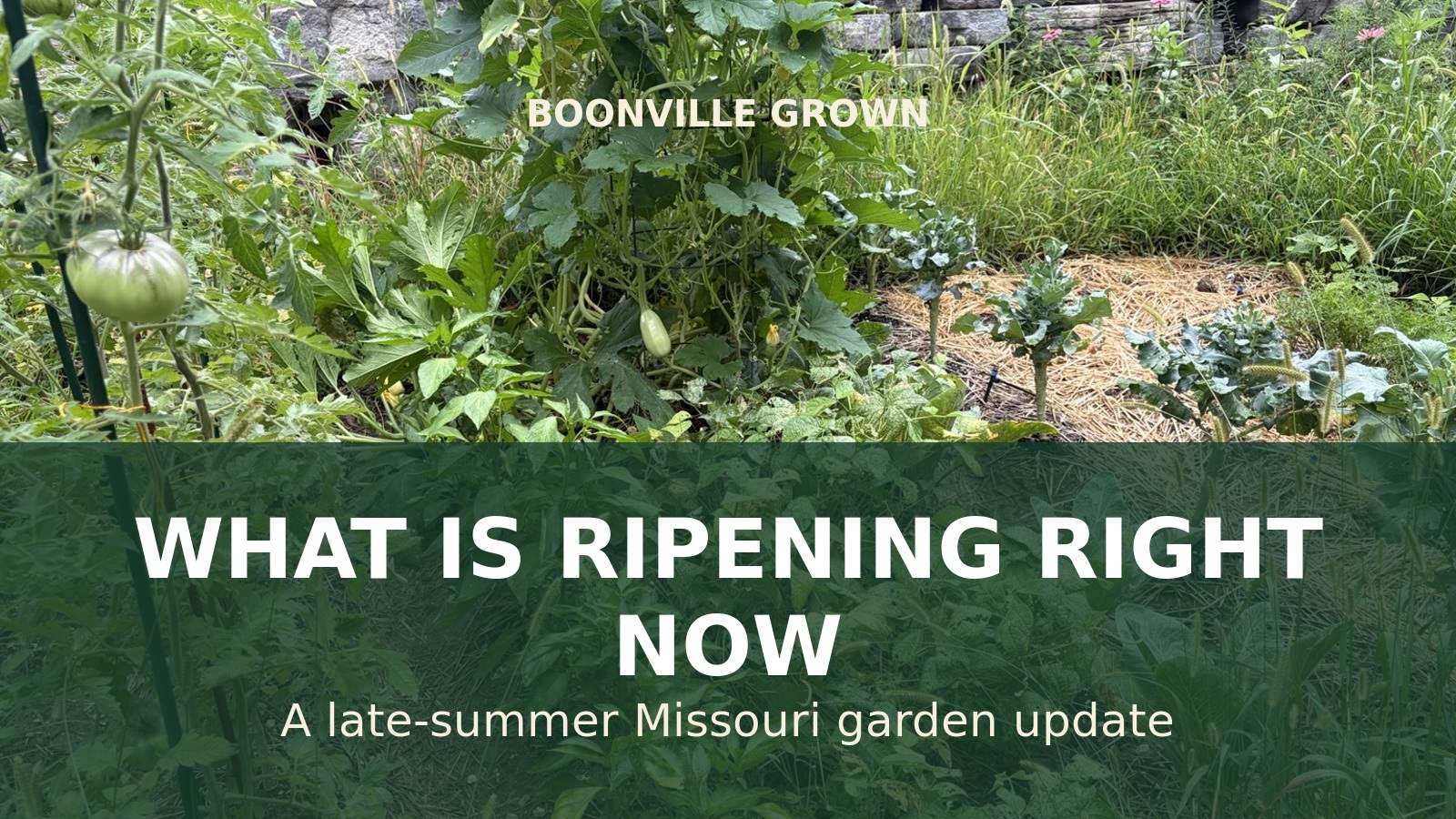 Late-summer vegetable rows at Boonville Grown with tomatoes, cucurbits, peppers, and broccoli beneath the title What Is Ripening Right Now