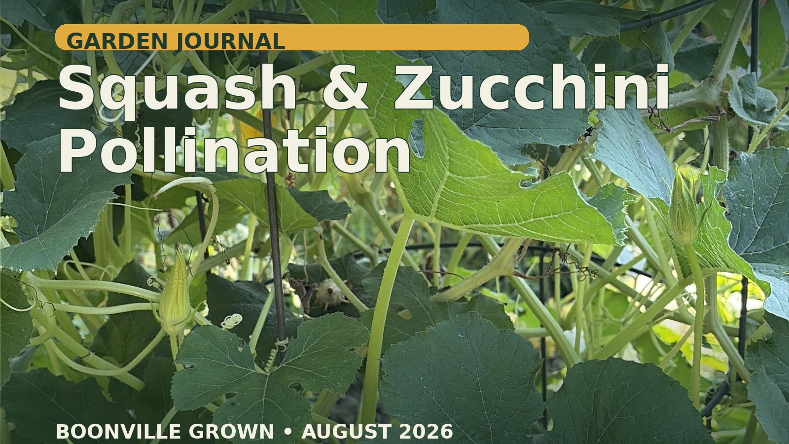 Squash and zucchini vines at Boonville Grown with young fruit beneath the title Squash and Zucchini Pollination