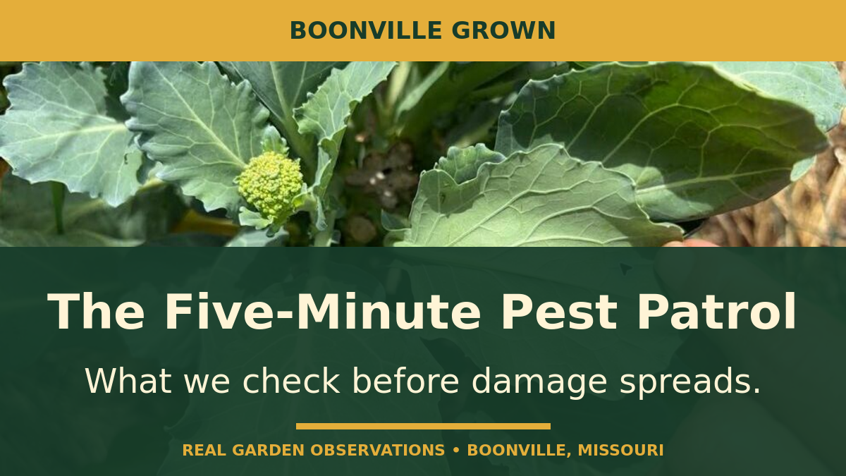 Broccoli leaves under inspection beneath the title The Five-Minute Pest Patrol
